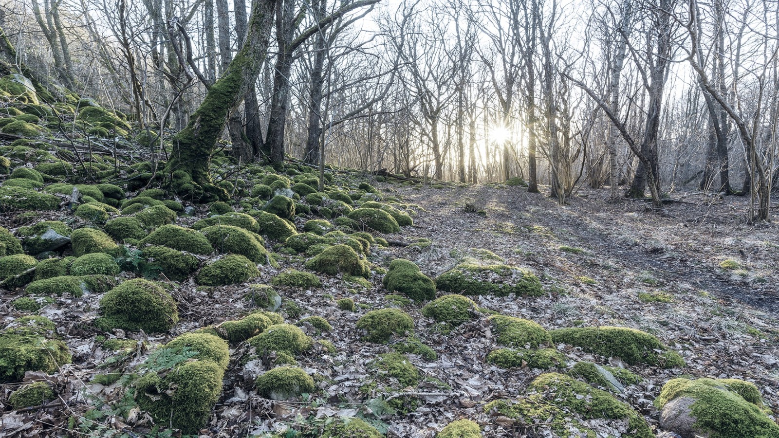 Skov natur Skov natur